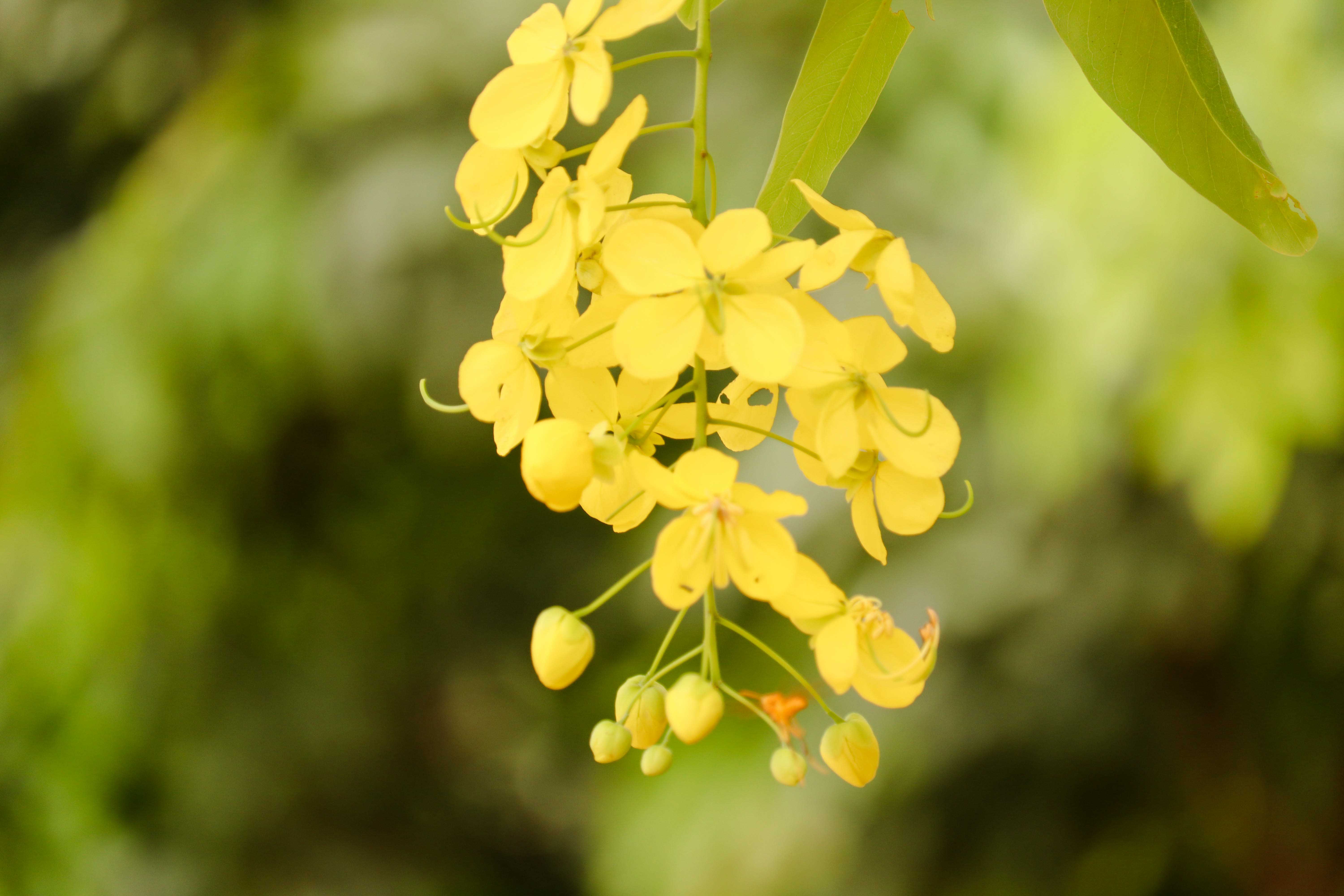 flower blossom, Flower, beautiful, Nature, Love